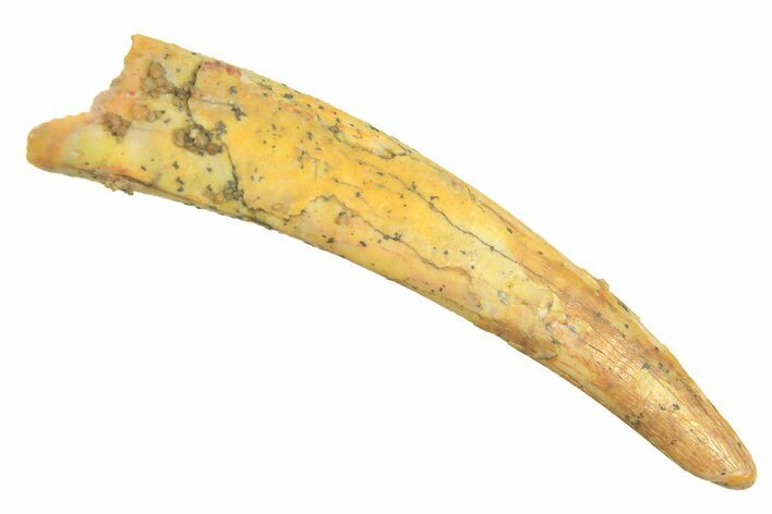 Fossil Pterosaur (Siroccopteryx) Tooth - Morocco #297057